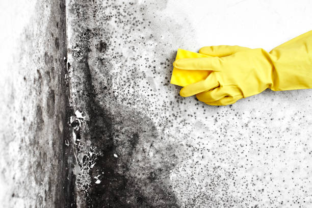 Best Attic Mold Removal  in Dillonvale, OH