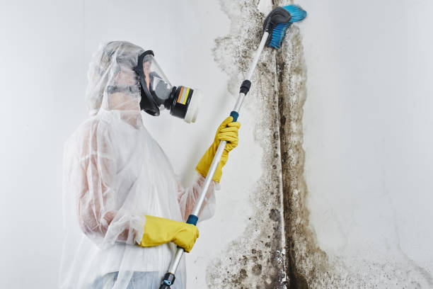 Best Toxic Mold Removal  in Dillonvale, OH