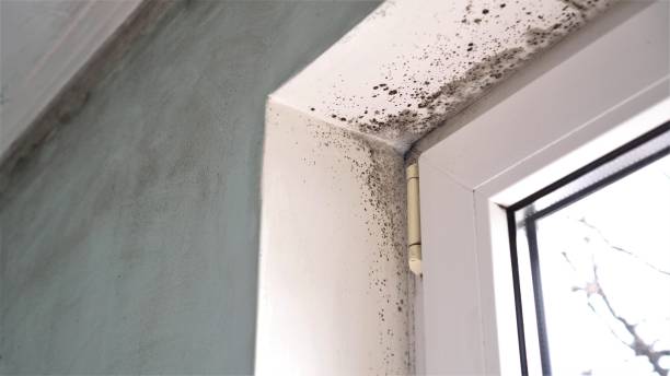 Best Mold Remediation  in Dillonvale, OH