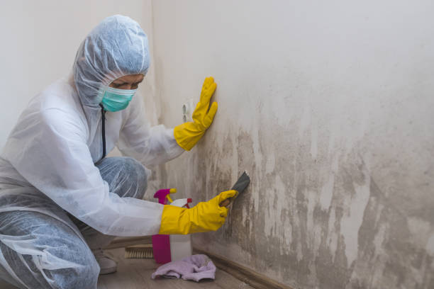 Best Mold Cleaning Services  in Dillonvale, OH