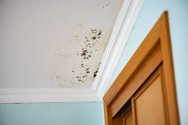 Best Fast Mold Removal  in Dillonvale, OH