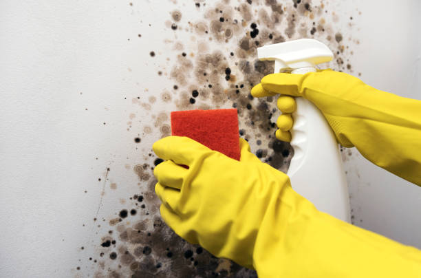 Best Local Mold Removal Service  in Dillonvale, OH