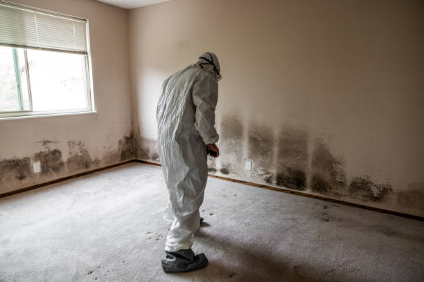 Best Certified Mold Removal  in Dillonvale, OH